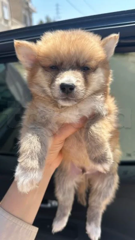 spitz allemand male - Miniature 2