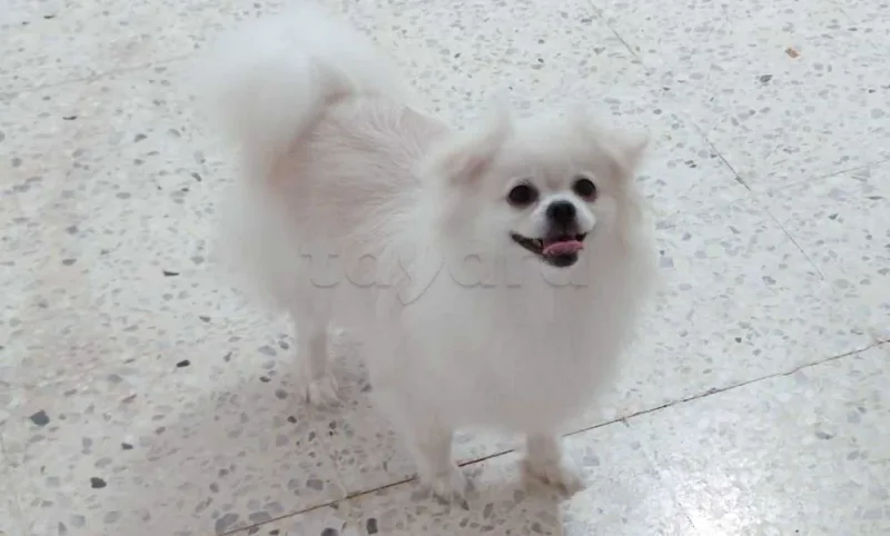 Spitz Pomeranien