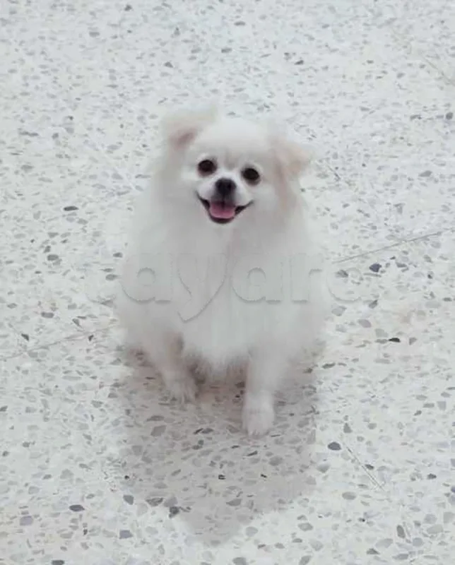 Spitz Pomeranien - Miniature 2