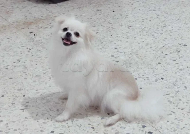 Spitz Pomeranien - Miniature 4