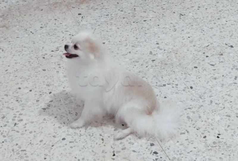 Spitz Pomeranien - Miniature 5