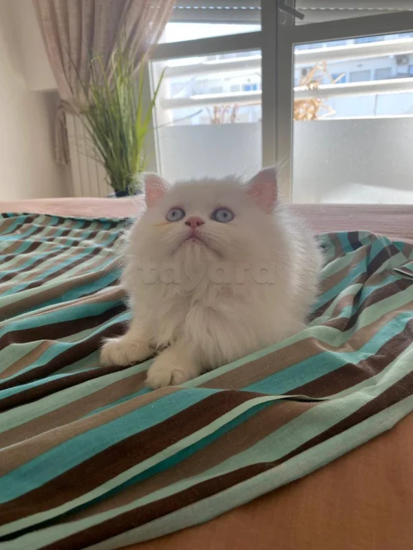 Chat persan