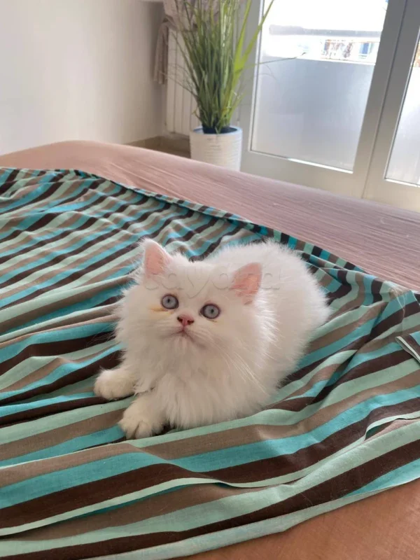 Chat persan - Miniature 2