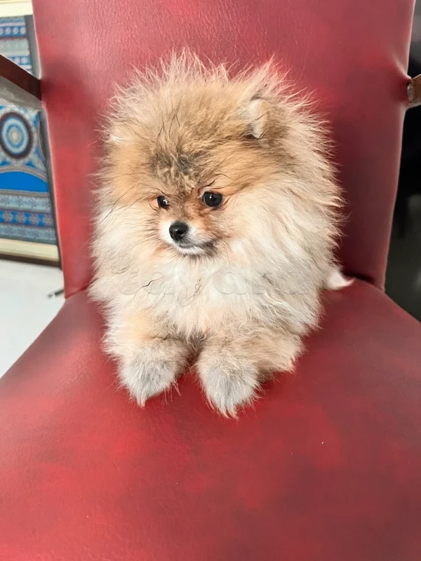 À vendre : Spitz de Poméranie pure race – 8 mois