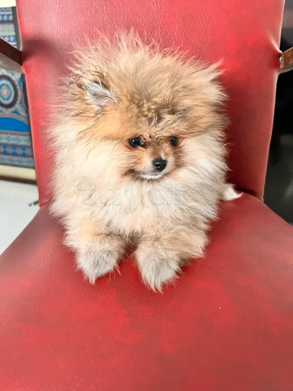À vendre : Spitz de Poméranie pure race – 8 mois - Miniature 2