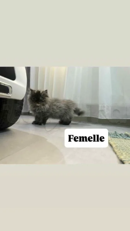 chaton PERSAN
