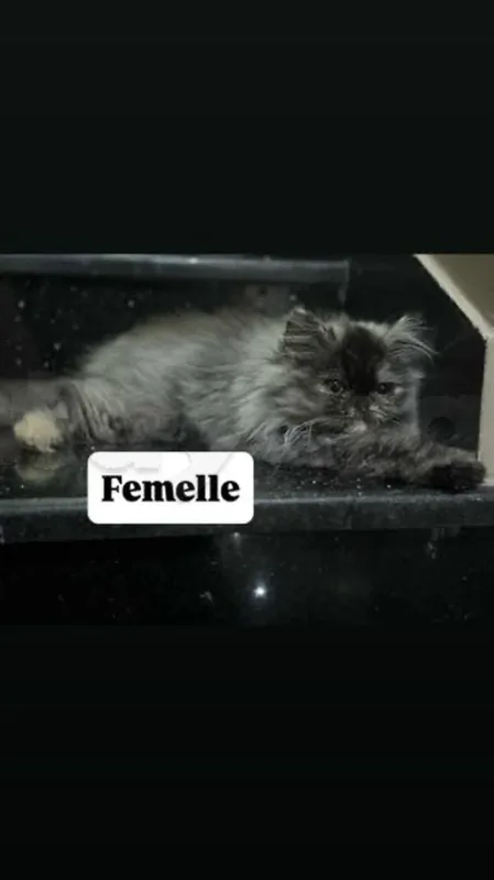 chaton PERSAN - Miniature 2