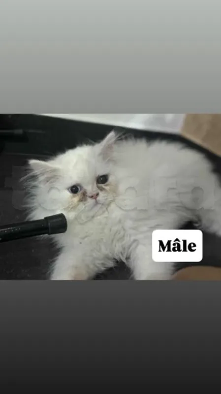chaton PERSAN - Miniature 3