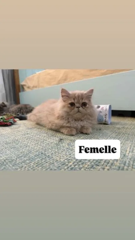 chaton PERSAN - Miniature 4