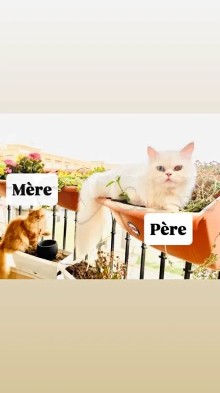 chaton PERSAN - Miniature 5