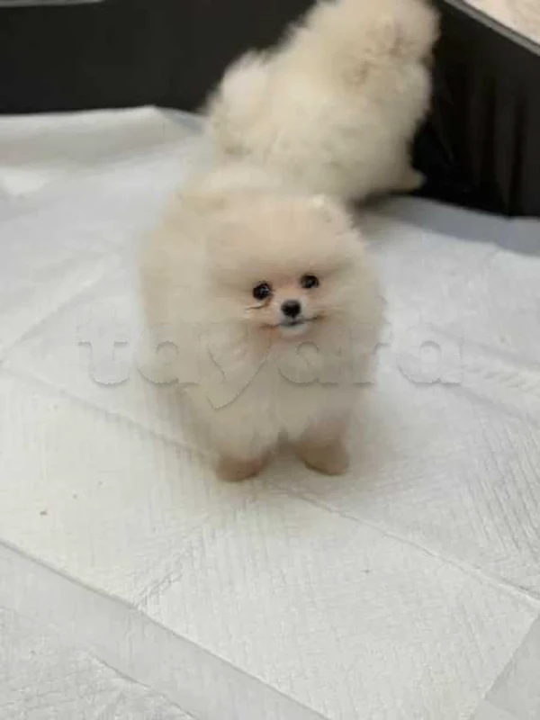spitz nain