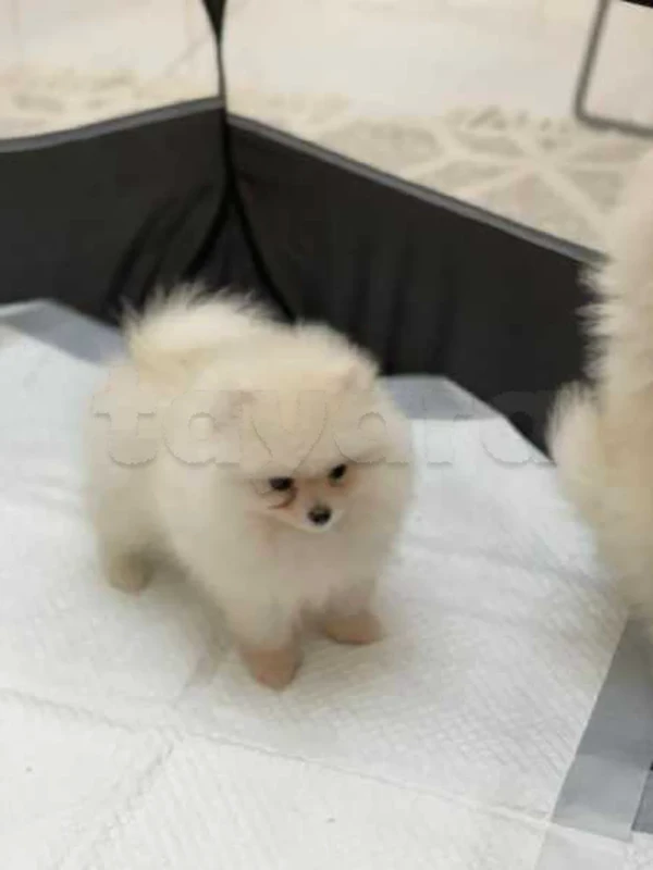 spitz nain - Miniature 2