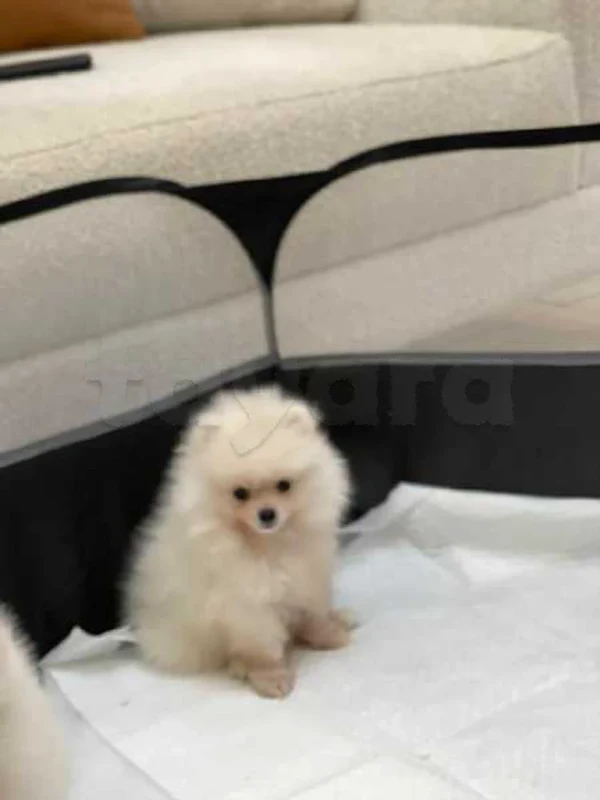 spitz nain - Miniature 3