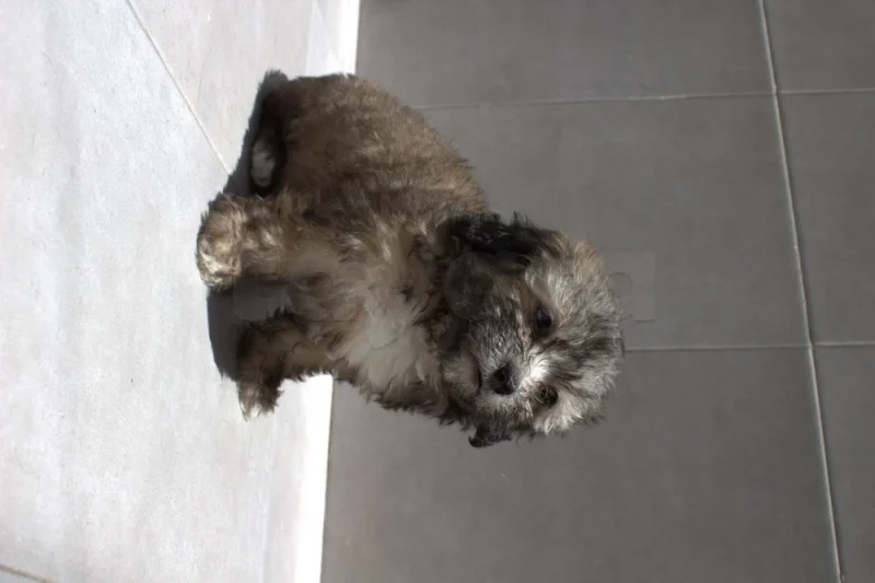 Caniche Bichon Femelle 2 Mois - Miniature 2