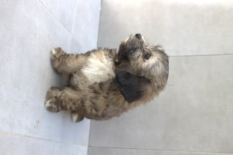 Caniche Bichon Femelle 2 Mois - Miniature 3