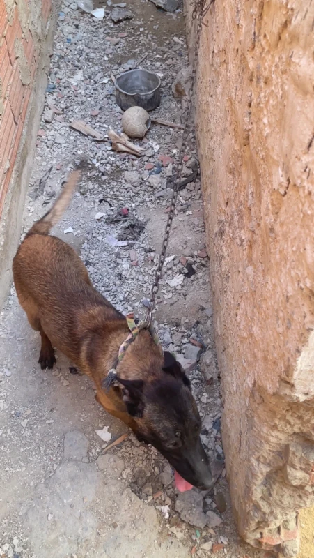 Berger malinois - Miniature 3