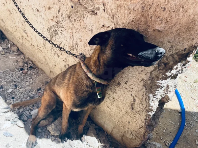 Berger malinois - Miniature 4