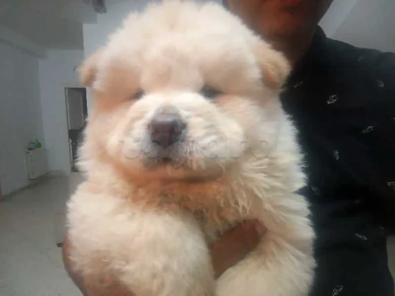 chnowa chow
