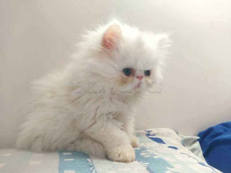 chaton persan