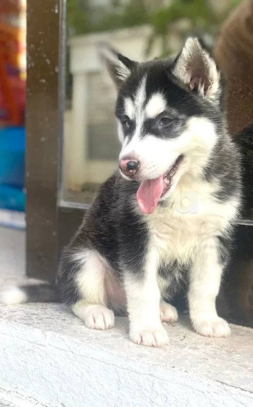 À vendre chiot husky