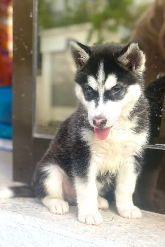 À vendre chiot husky - Miniature 2