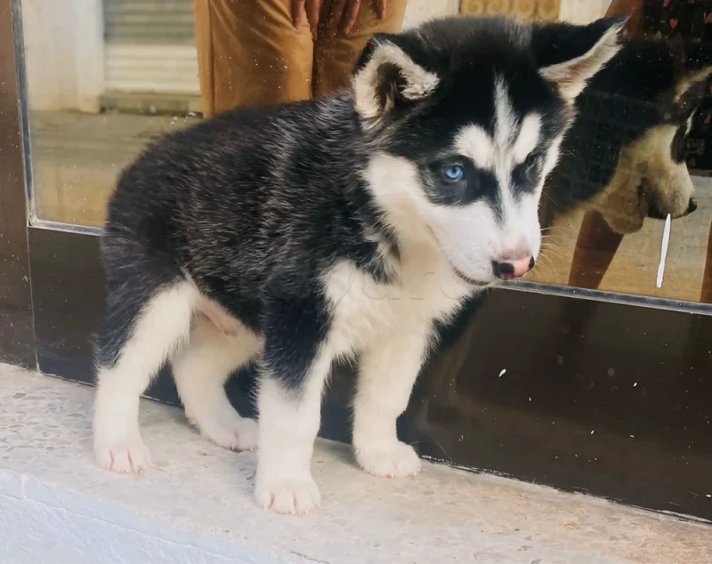 À vendre chiot husky - Miniature 3