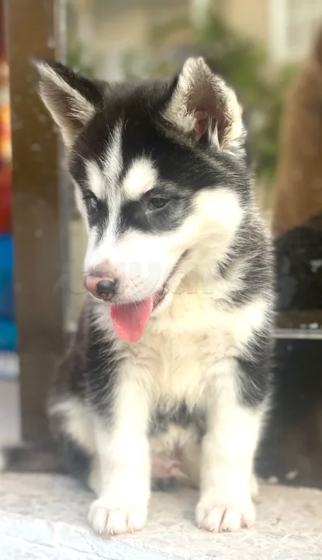 À vendre chiot husky - Miniature 4