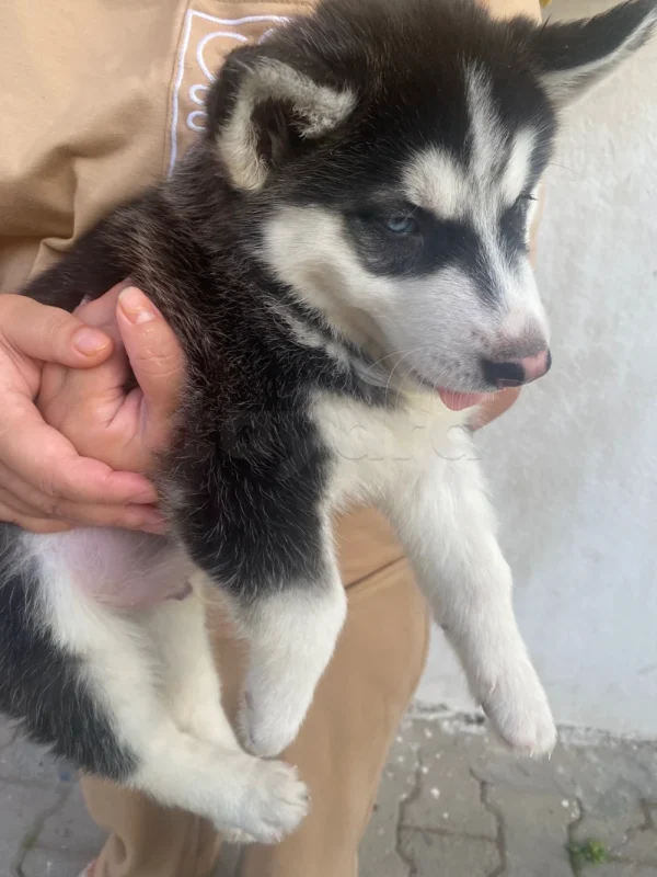 À vendre chiot husky - Miniature 5