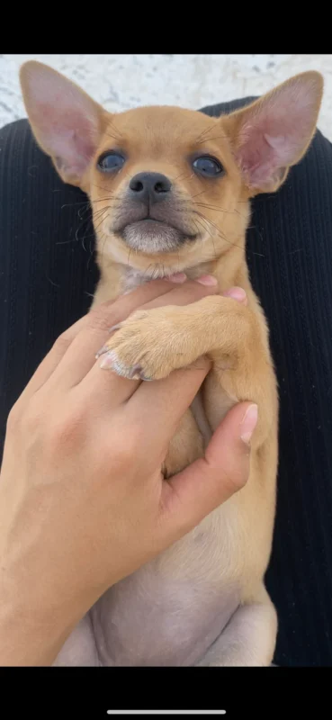Chihuahua age 2 mois