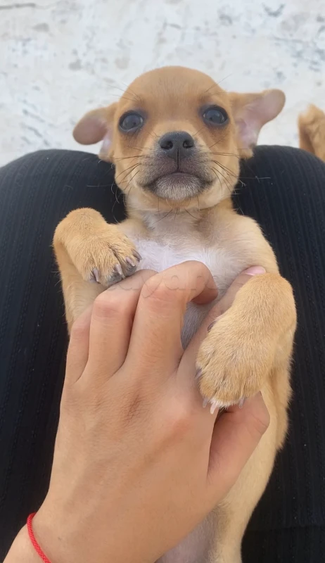 Chihuahua age 2 mois - Miniature 2