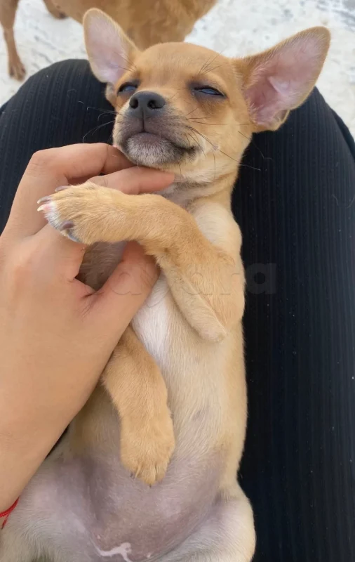 Chihuahua age 2 mois - Miniature 3