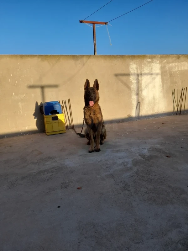 Chien malinois 10 mois