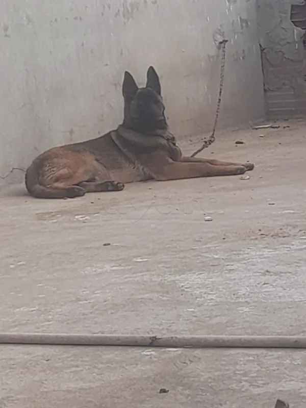 Chien malinois 10 mois - Miniature 2