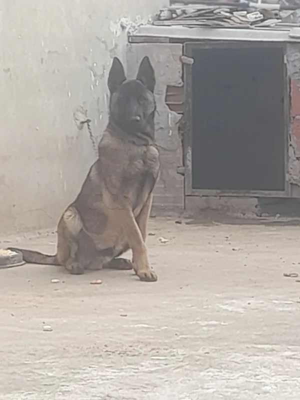 Chien malinois 10 mois - Miniature 3