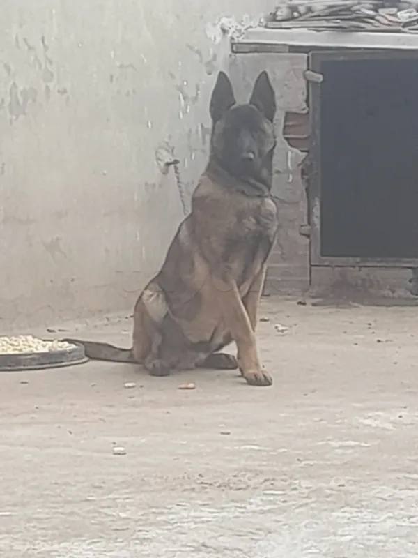 Chien malinois 10 mois - Miniature 4