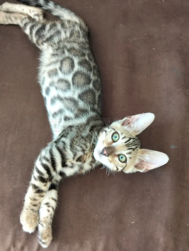 Chatons bengal  spotted  pure