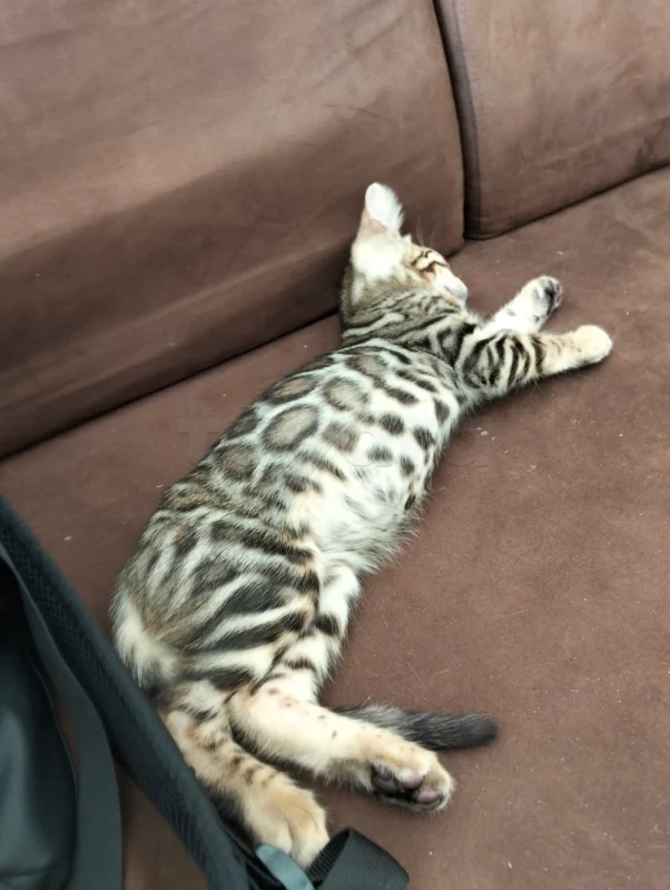 Chatons bengal  spotted  pure - Miniature 2