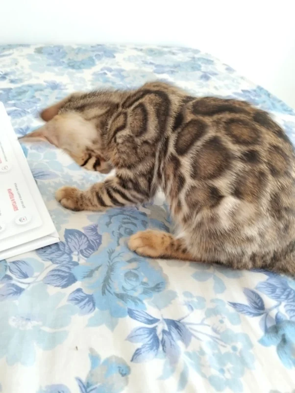 Chatons bengal  spotted  pure - Miniature 3