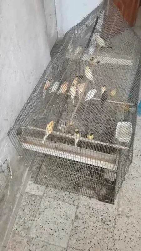 عصافر