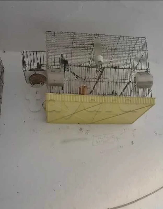عصافر - Miniature 3