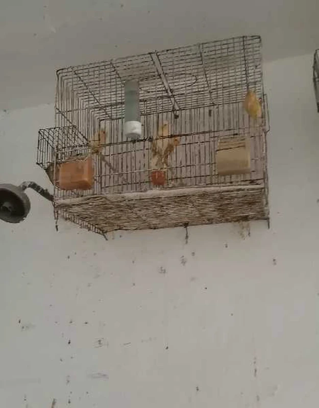 عصافر - Miniature 4