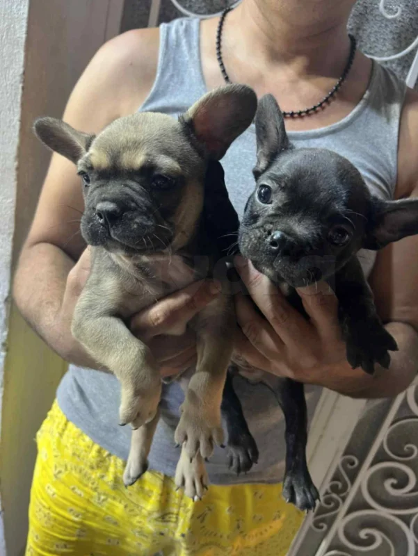 Deux Chiots bulldog