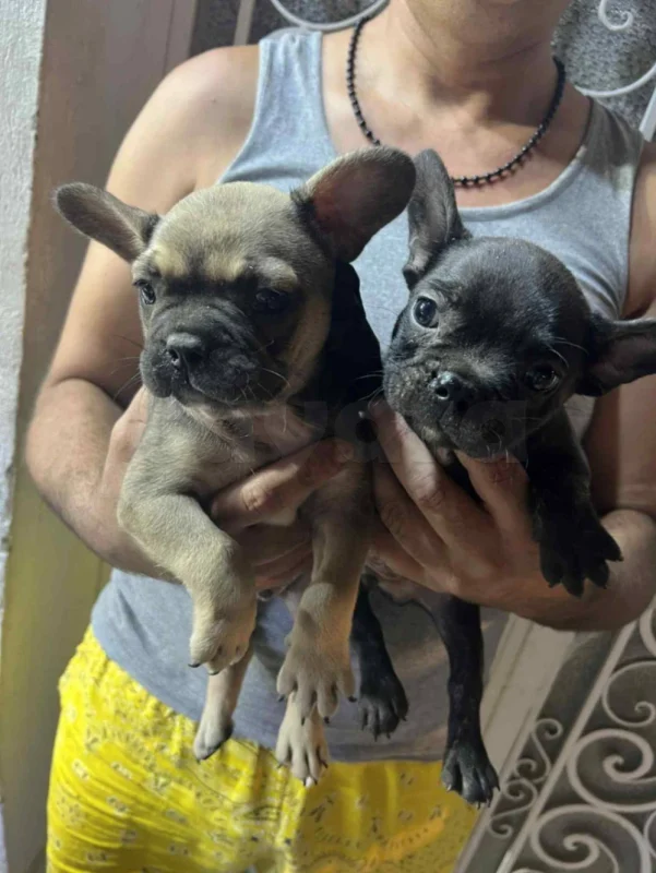 Deux Chiots bulldog - Miniature 2