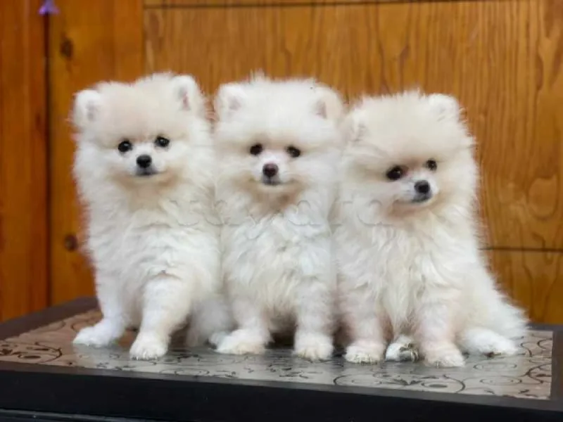 spitz nain