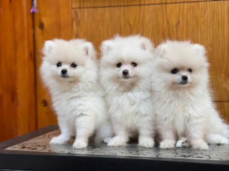 spitz nain - Miniature 3