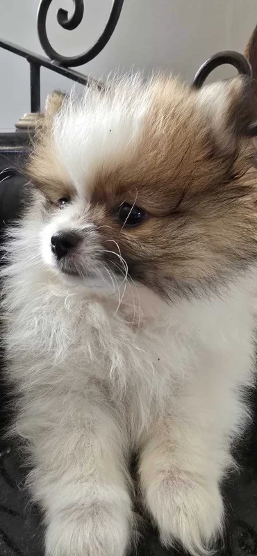 pomeranian spitz