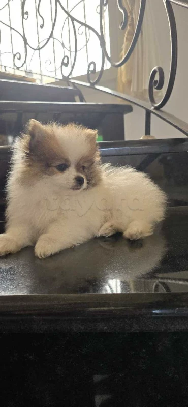 pomeranian spitz - Miniature 2