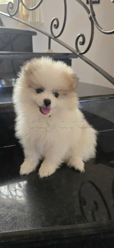 pomeranian spitz - Miniature 3