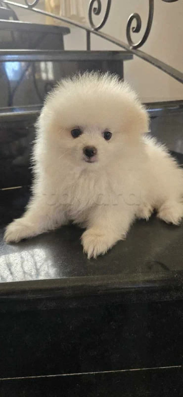 pomeranian spitz - Miniature 4