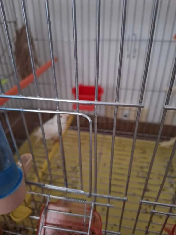 vente canaris - Miniature 2